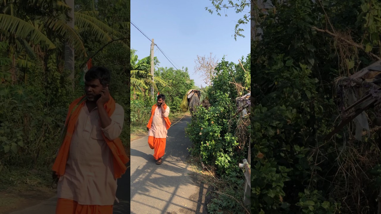 The camels going on the villages road short video 