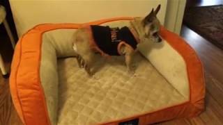 serta orthopedic foam quilted couch