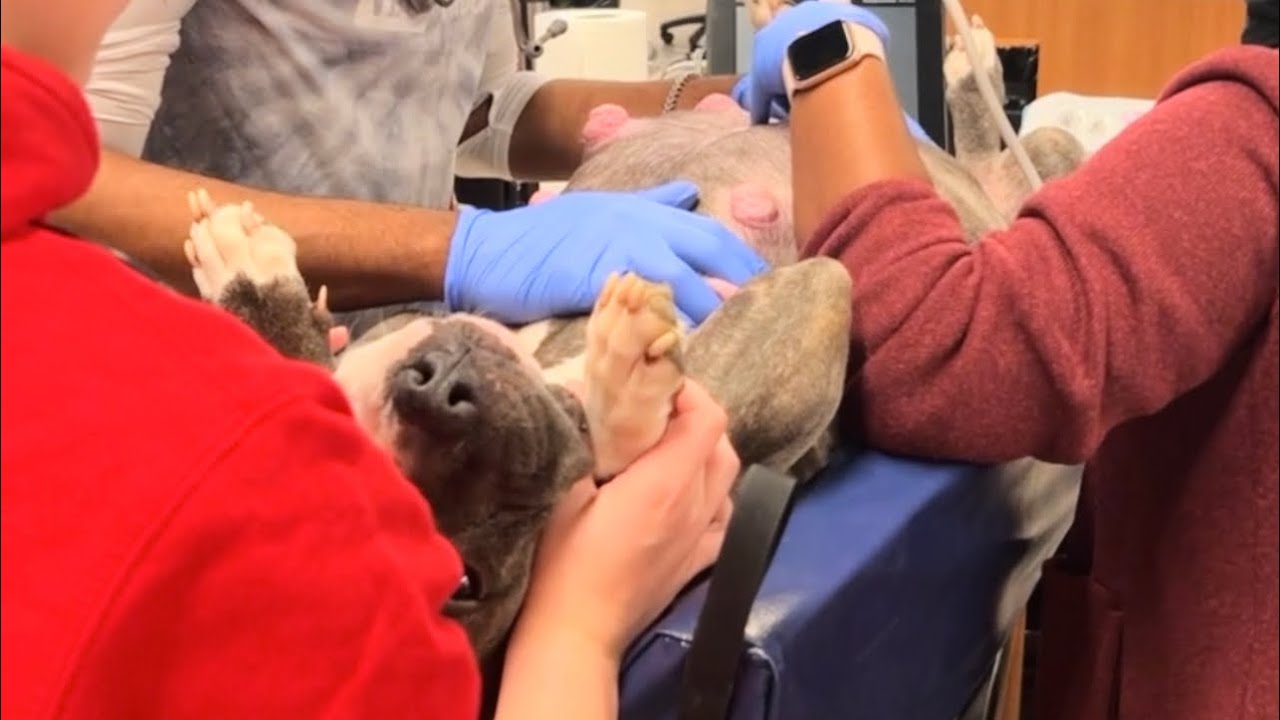 How Many Months Does Pregnant Dog Give Birth