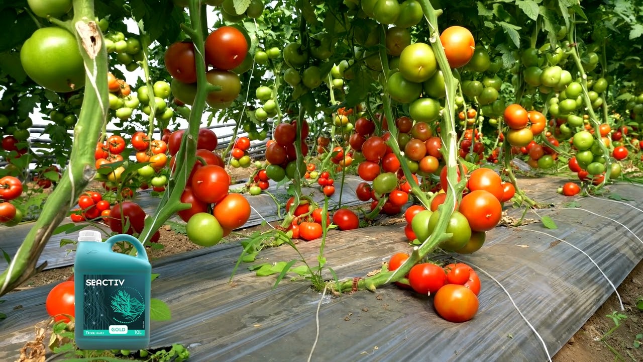 Plastenička proizvodnja paradajza Vršac dr za paradajz