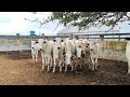 FEIRA DE GADO EM CARUARU PE DIA 14/04/2026