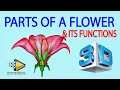 structure of a flower, parts &amp; its function: thundereduc .m.saidi