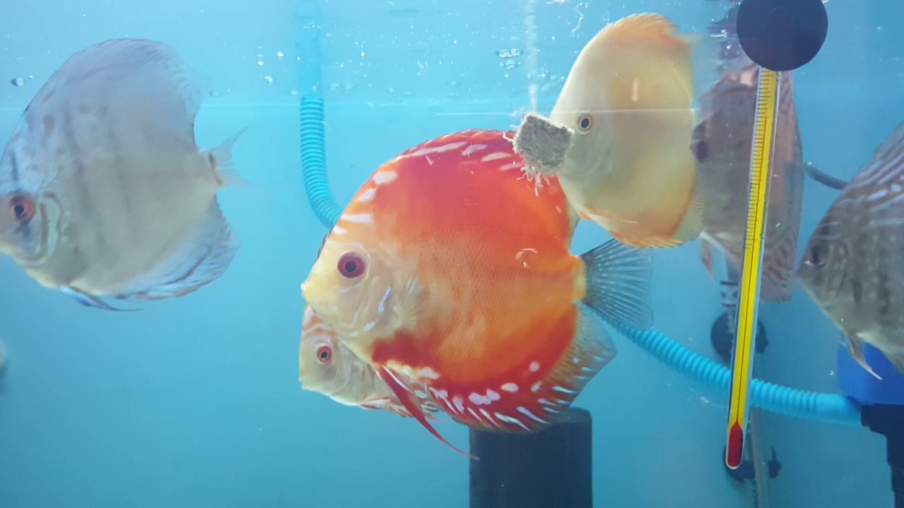 Discus fish feeding time YouTube