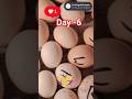 how to use incubator machine #eggturning #farming #chickenhatching #hatchingeggs #bestegg #poultry