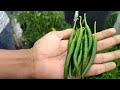 रवी हायब्रीड सीड्स - मिरची - भावना 285 शेतकऱ्यांचा अनुभव अवश्य ऐका.Ravi Hybrid Seeds #chilli #bhavna