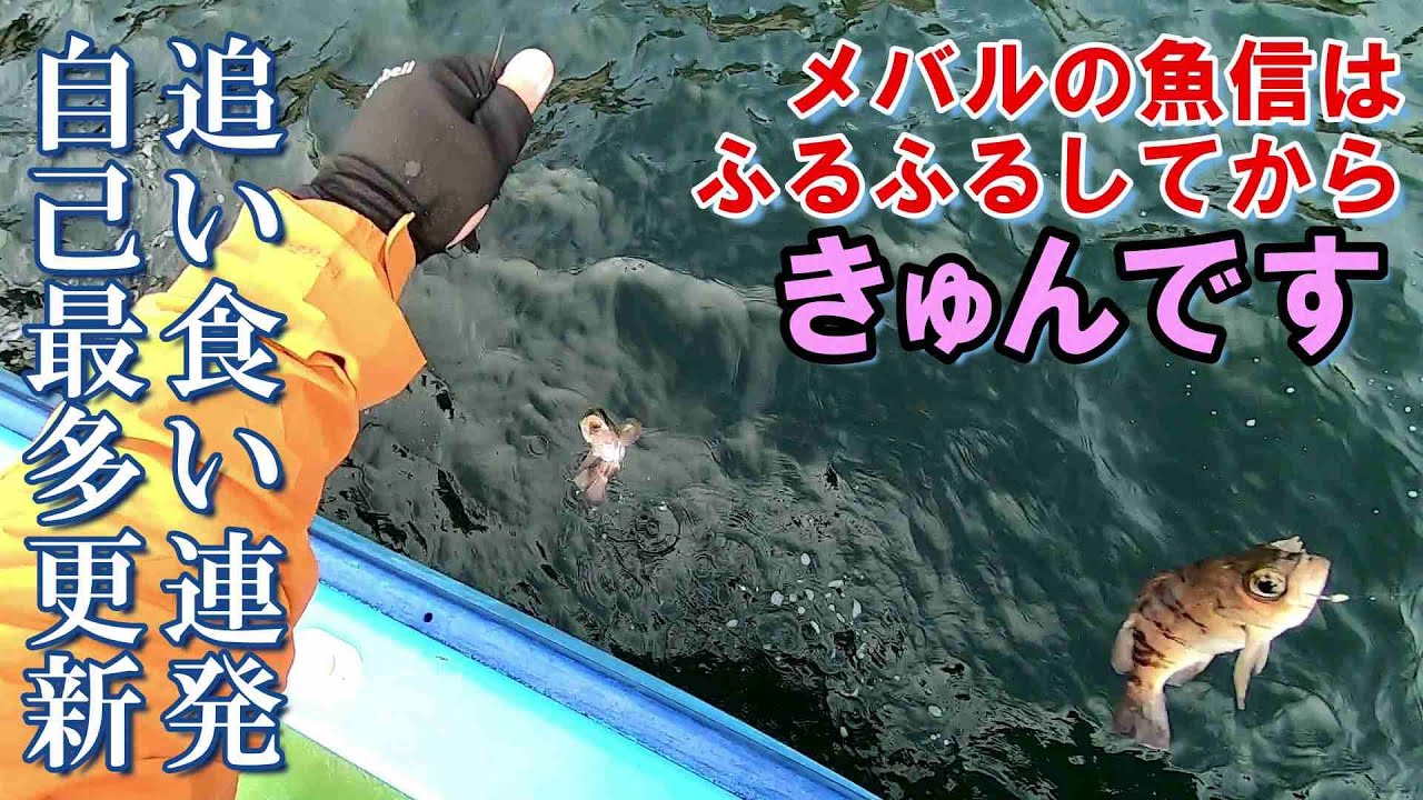 追い食い狙い数を伸ばし自己最多を28匹に更新 横須賀沖メバル絶好調 ふるふるしてからきゅんですの癒しを満喫 22 4 17 金沢八景 一之瀬丸 午前メバル Youtube