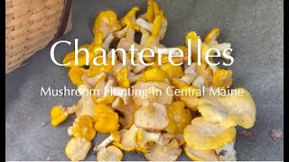 Chanterelles:  Mushroom Hunting in Central Maine