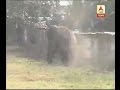 Podivljali slon porušio 100 kuća u Indiji (VIDEO)