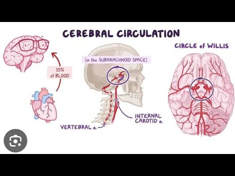 Anatomy of blood supply to the brain very easily explained | part 1 | # ...