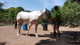 Groundwork Exercises That will help build a horse's topline - Backing a figure 8 around barrels