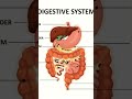 मानव पाचन तंत्र (Human Digestive System) क्या है और भोजन का पाचन कैसे होता है?