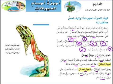 أجهزة أجسام الحيوانات مطوية لعبة مطابقة