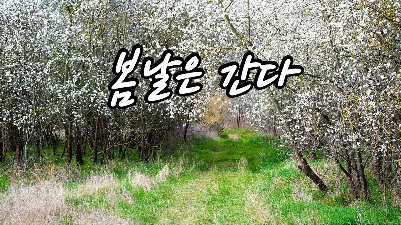 봄날은 간다(원곡 백설희) YouTube