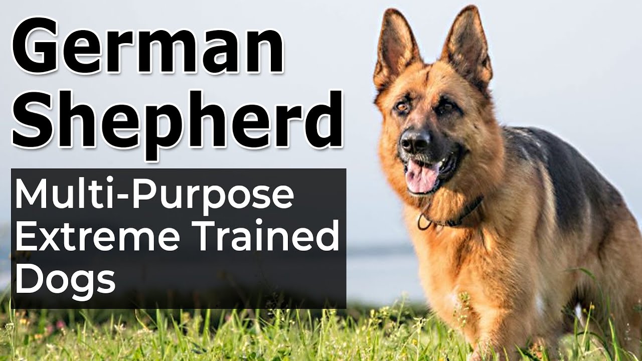 Multi-Purpose | Extreme Trained | German Shepherd Dogs