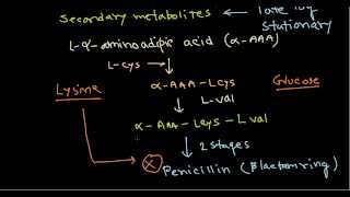 Penicillin production biosynthesis