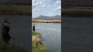 Fly fishing a spring fed creek in Idaho 🤙 #troutfishing #fishing #hanapaa #yessahblessah #pnw