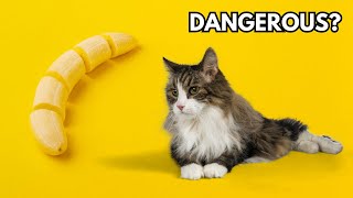 Can cats eat bananas? Are bananas safe for cats?