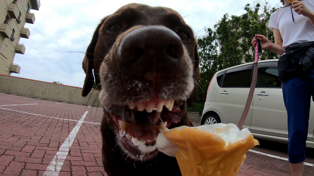 Chocolate Lab Eats an Ice Cream Cone YouTube