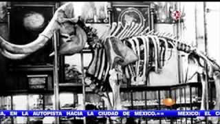 Museo de Historia Natural el mas antiguo de Mexico