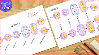 Meiosis Diagram Drawing / Cell division diagram Drawing / Labeled Science projects