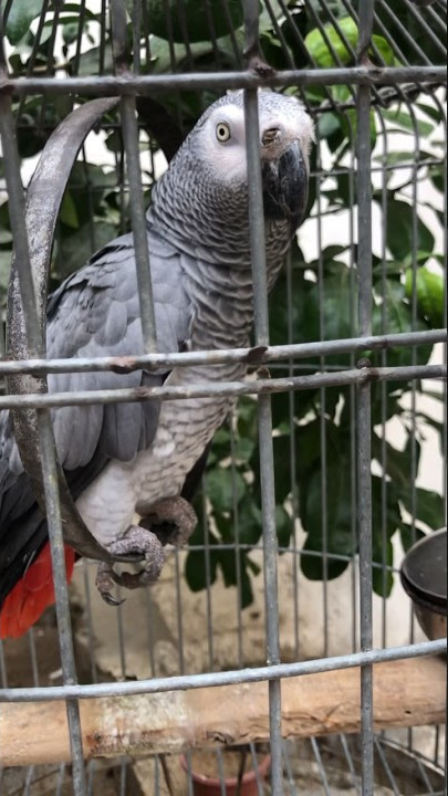 African Grey Parrot Sounds ✨✨✨#africangrey #parrot