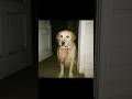 Don’t Trust Your Dog At Midnight #scary #shorts #creepy