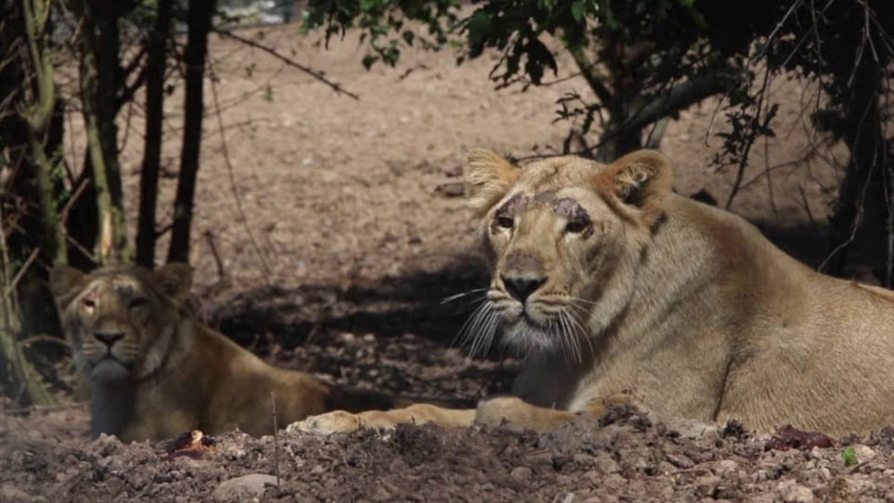 fota 自動車 Asiatic Lions Arrive in Fota