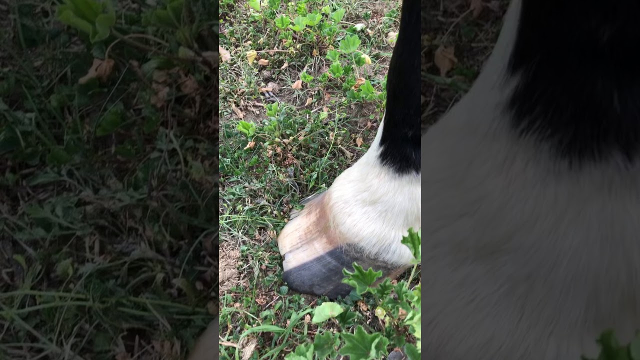 How feet grow YouTube