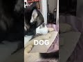 The answer to all my problems is DOG