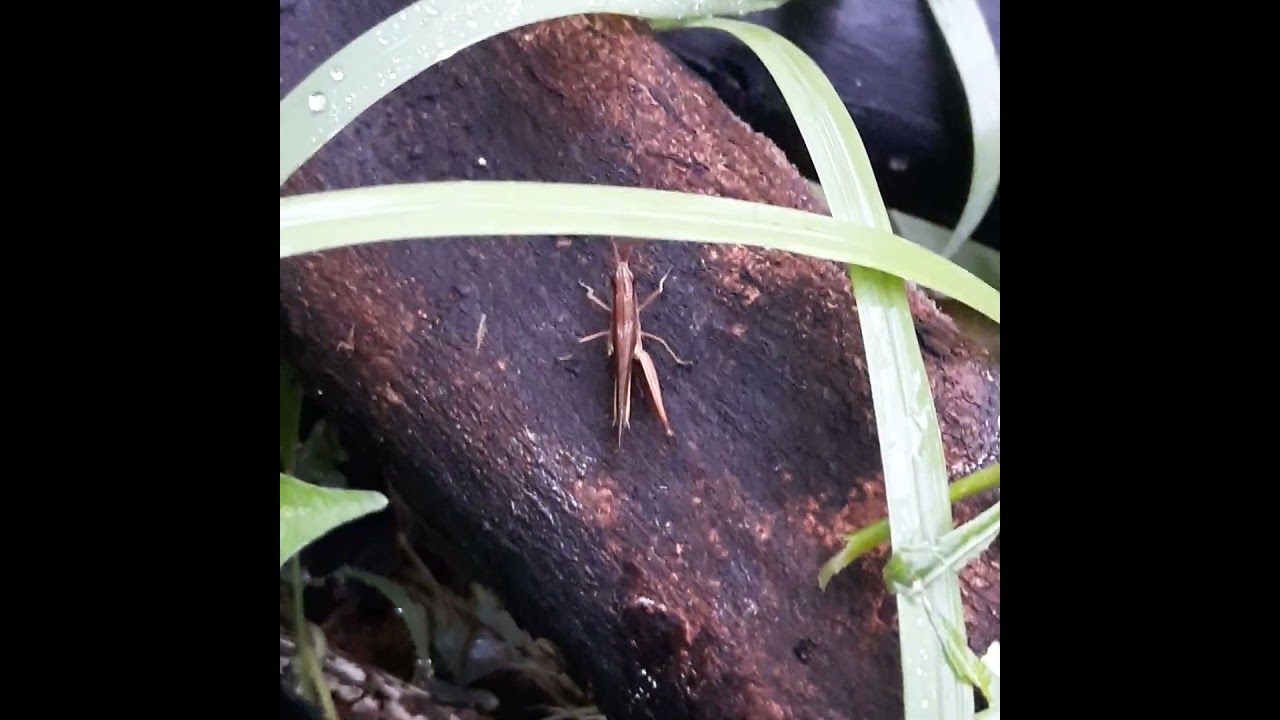 Meadow-Grasshopper-129th. 