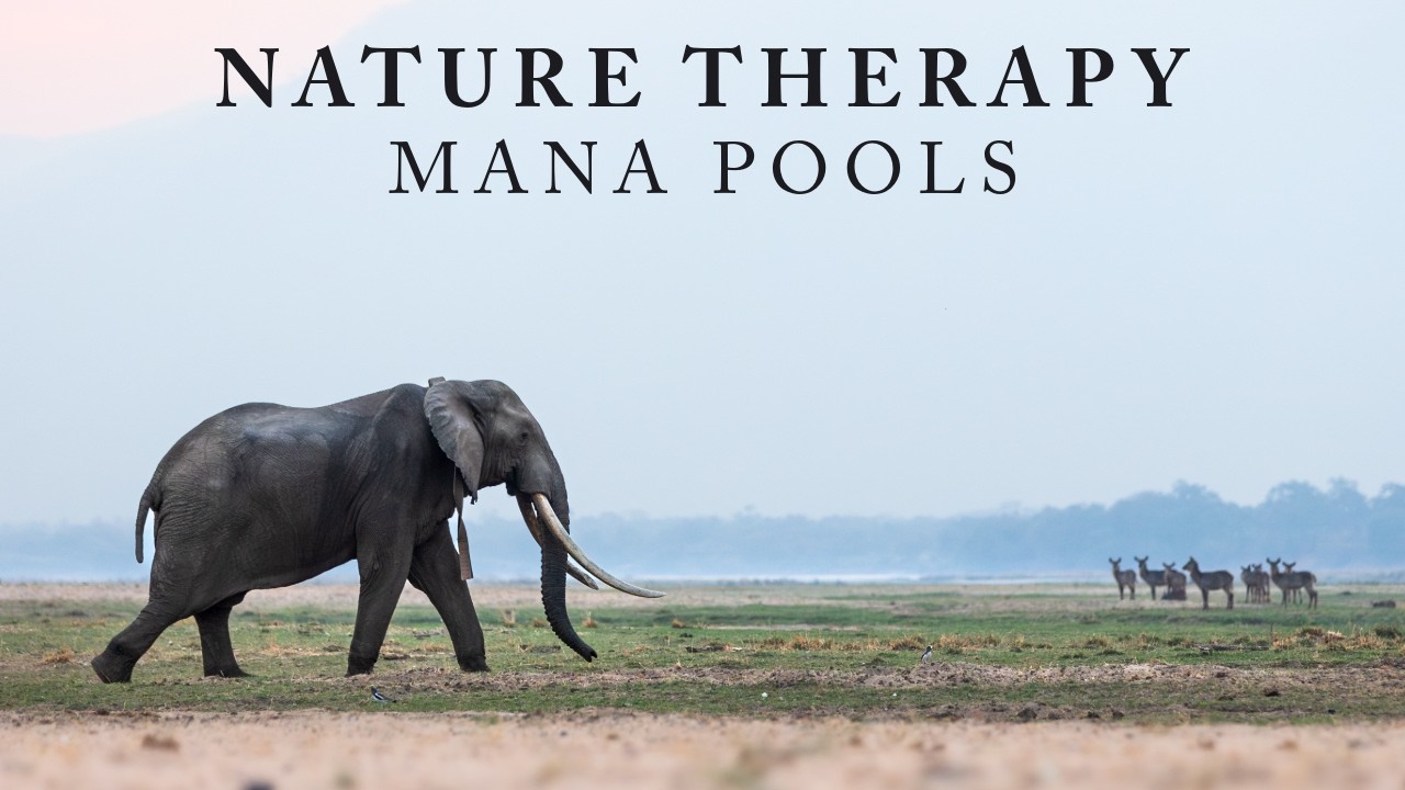 Nature Therapy: Mana Pools National Park (4K)