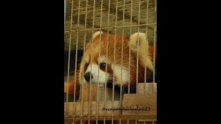 2023/31【大島公園動物園】レッサーパンダのサクユリちゃん(♀)❶⇒Red Panda &quot;Sakuyuri&quot; - Oshima Park Zoo (In Mar of 2023)