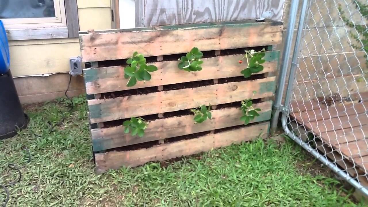 PVC Aquaponics &amp; Vertical Pallet Strawberry Garden - YouTube