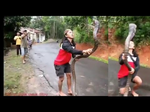 Huge king cobra and a girl enters a dangerous duel - see what happened!