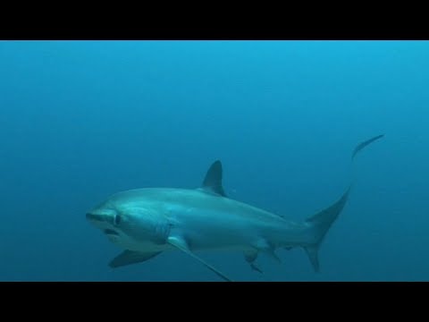 THRESHER SHARK: Known for its whip-like tail | Oceana