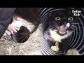 Kitten Cries All Day From Her Body Being Stuck In A Palm-Sized Pipe (Part 1) | Kritter Klub