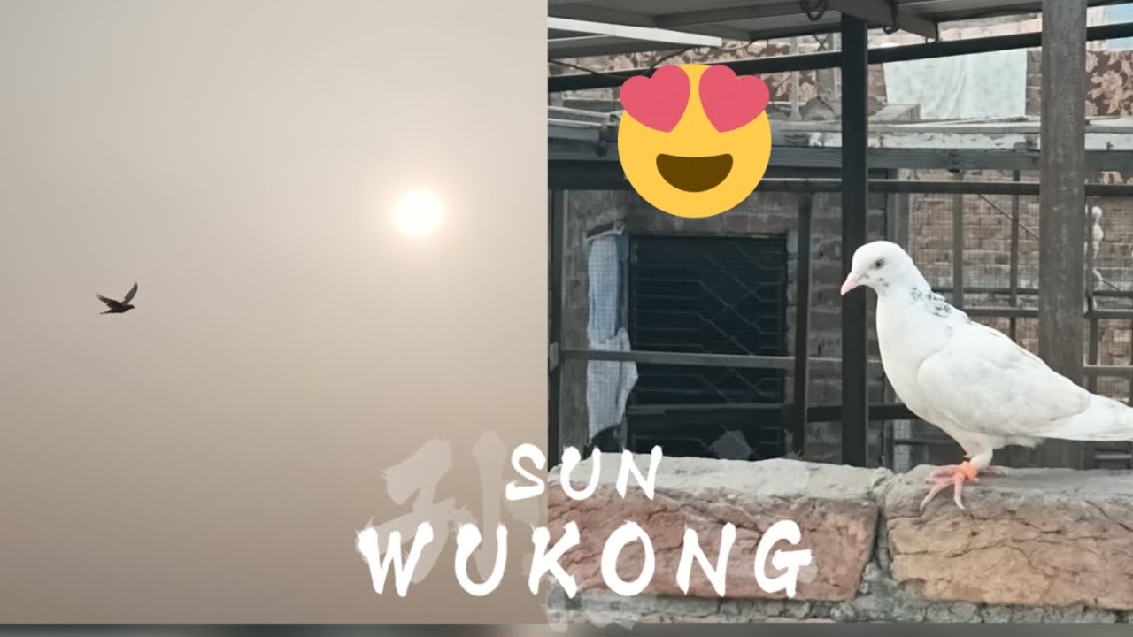 Phoolon Ka maja karo code like karo subscribe karo 🤎❤️🥀💯