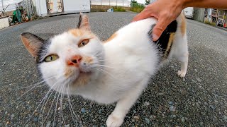 腰トントン好きな三毛猫