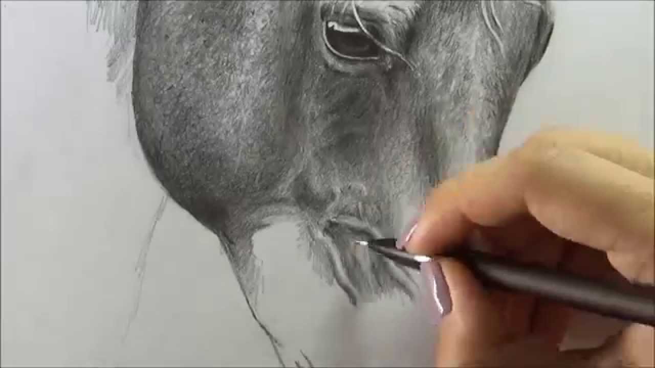 How to Paint a Realistic Horse Like an Artist - Studio Wildlife