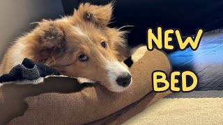 PUPPY SHELTIE GETS HER NEW BED | Miley outgrew her bed | Newhey brand Dog Bed #sheltie