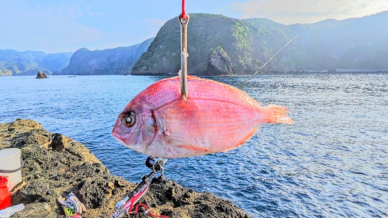 【アラ・クエ釣り】荒磯の怪物は誰もが知ってる赤い魚が好物だと聞いたので…（130）
