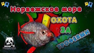 ◦ МОРЕ ◦ Охота за трофеями! ◦ level ◦ Русская рыбалка 4 ◦🎣👍🐬