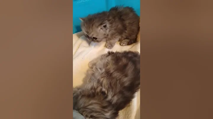 Baby Persians three weeks old