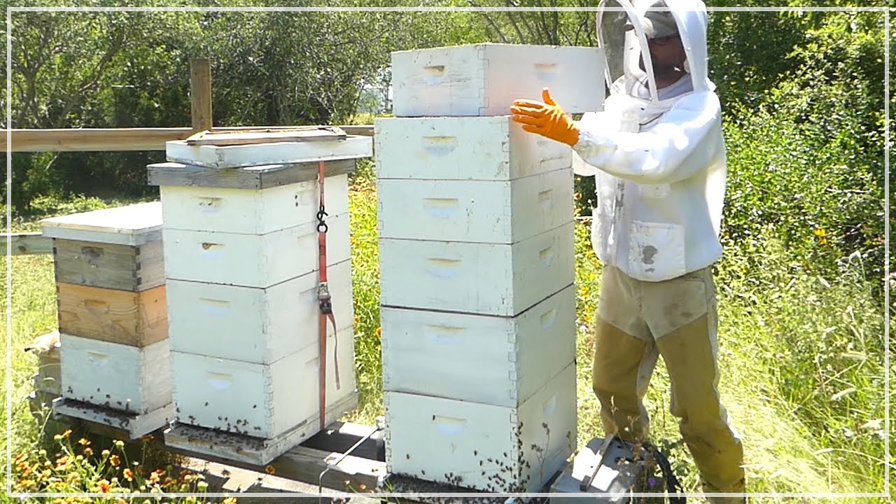 FULL OF HONEY! First Honey Harvest 2019 Beekeeping YouTube