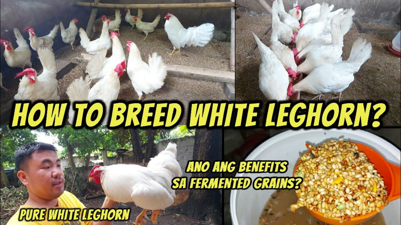 White Leghorn Breeding | Why feed fermented grains to chicken?