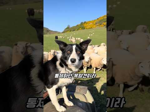 하루 2시간 산책해도 안 지치는 <strong>강아지의</strong> 정체