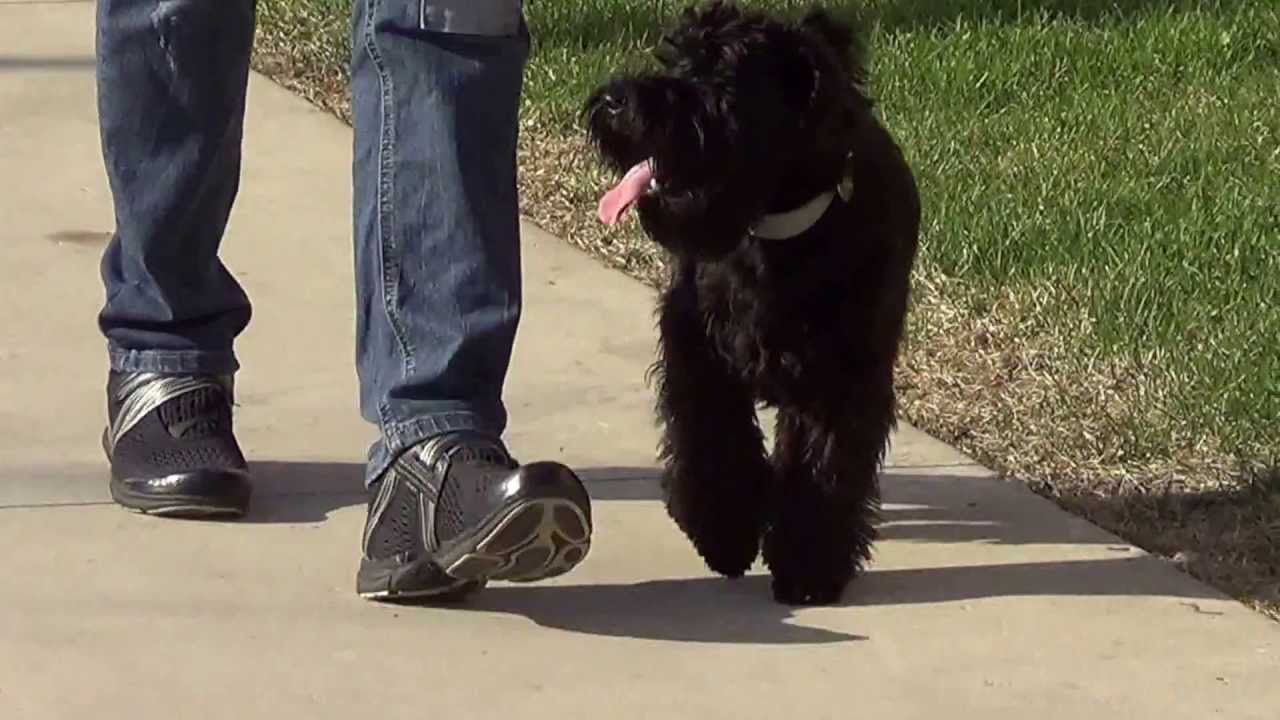 Обучение командам