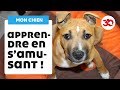 Education du chien : les bases de l'éducation canine