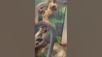 Snake Climbing A Branch! #shorts