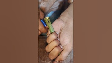 New technique of mango grafting for beginners#grafting #shortsfeed#mangotree#ytshorts#trendingshorts